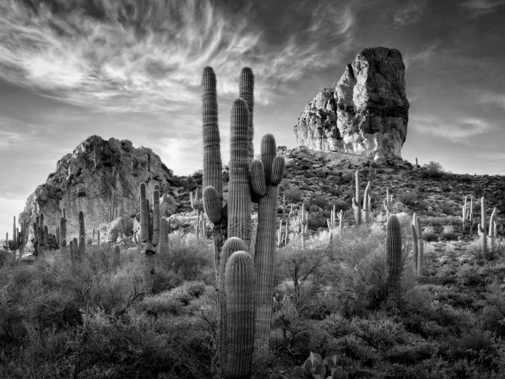 BandW Desert View I