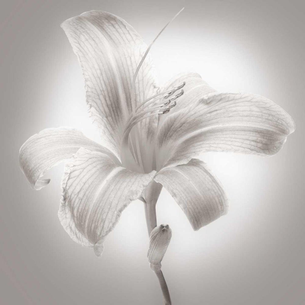 Tiger Lily I