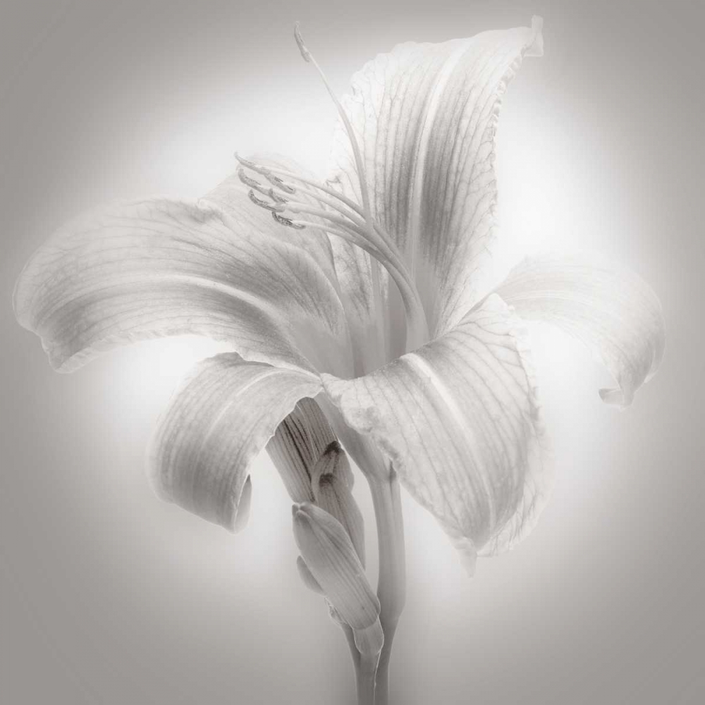 Tiger Lily II