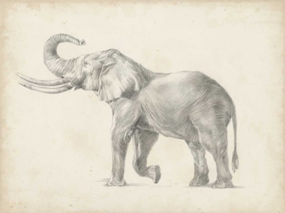 Elephant Sketch I