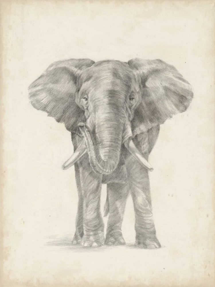 Elephant Sketch II