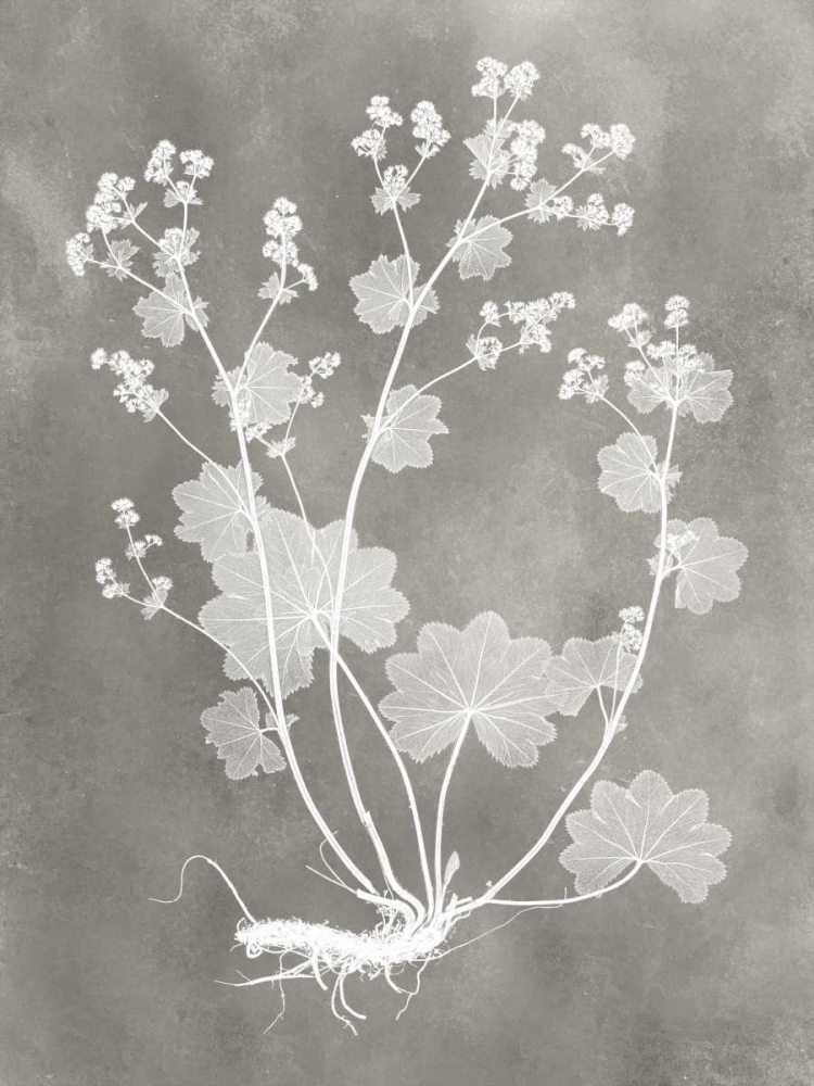 Herbarium Study I
