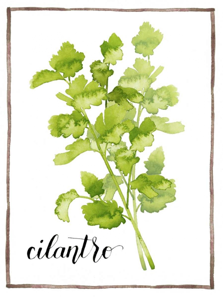 Watercolor Herbs IV