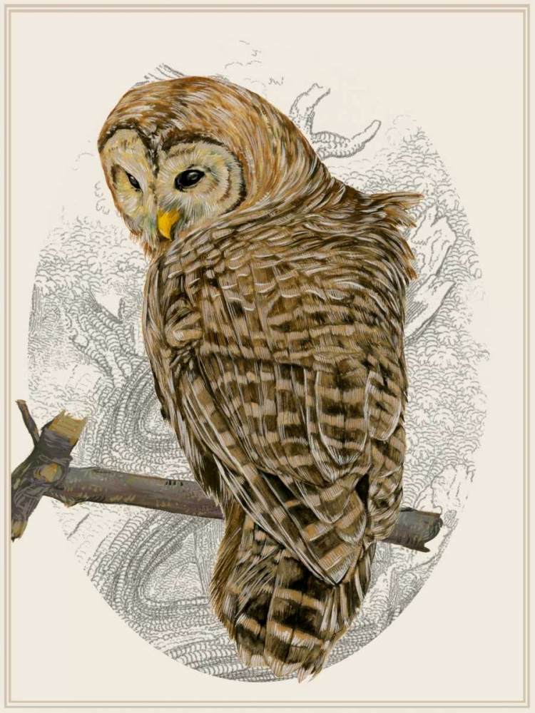 Barred Owl II