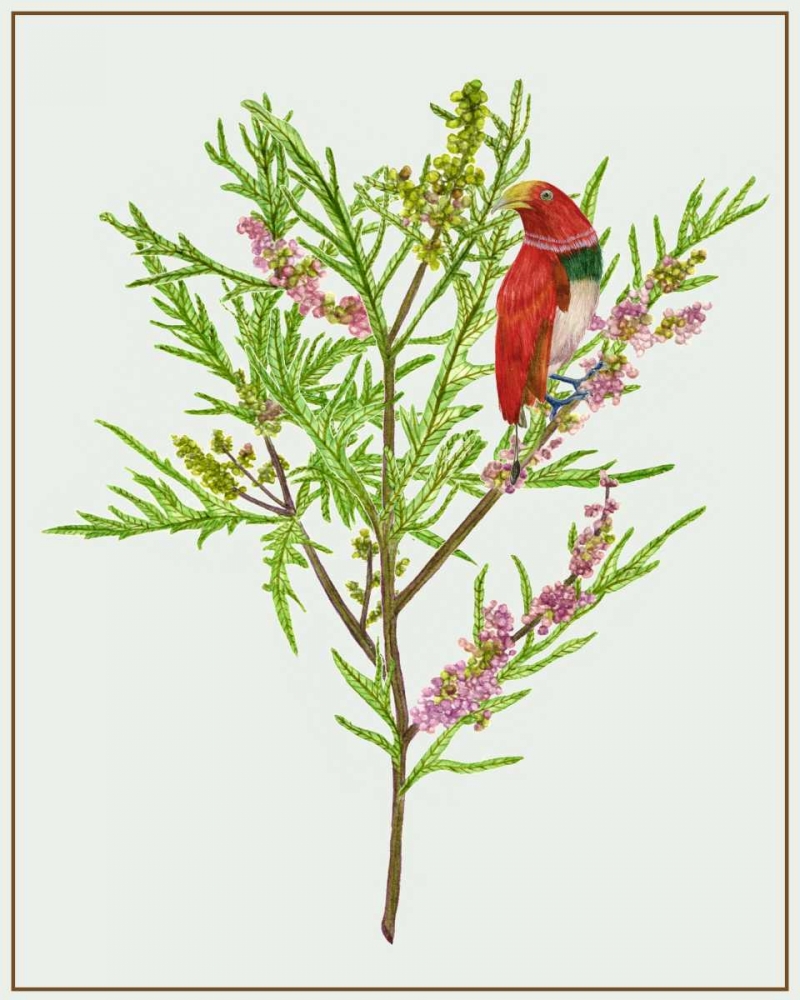 Urtica Cannabina I