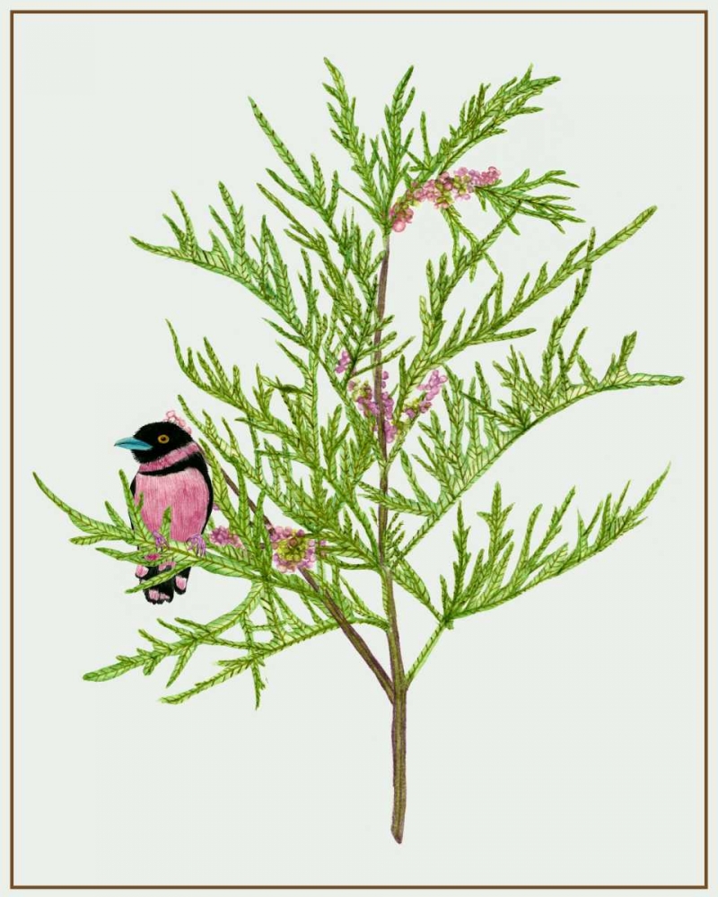 Urtica Cannabina II