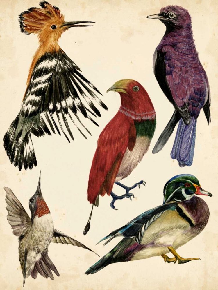 Bird Collection II