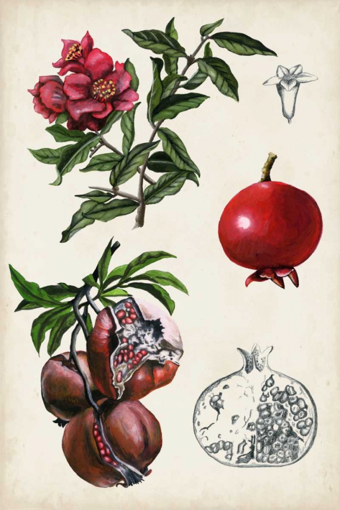 Pomegranate Composition II