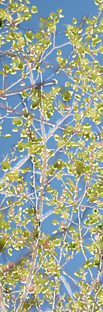 Spring Poplars I