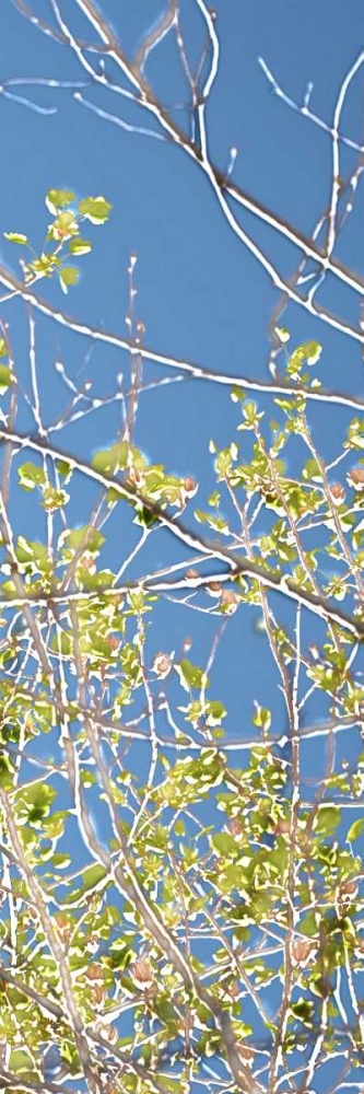 Spring Poplars IV