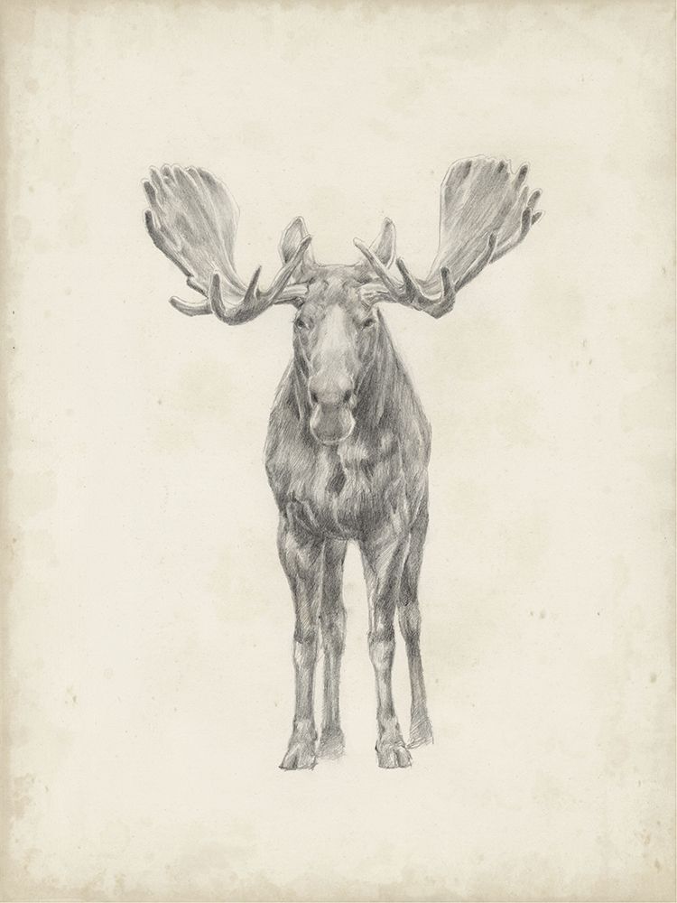 40x30 Custom Moose Study