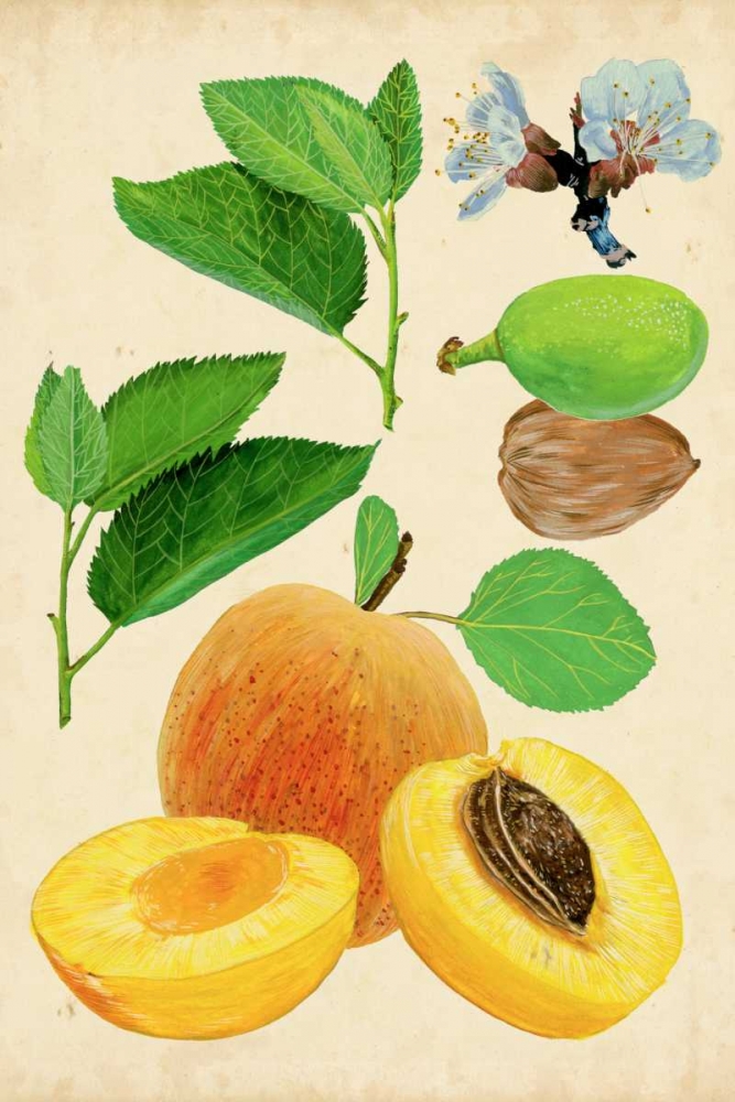 Apricot Study I