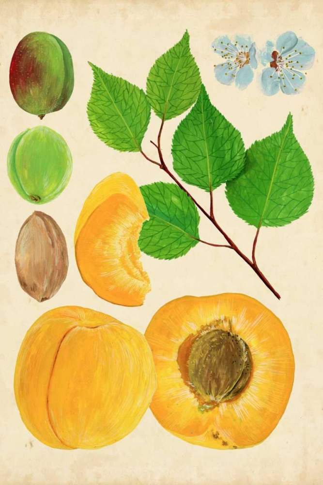 Apricot Study II