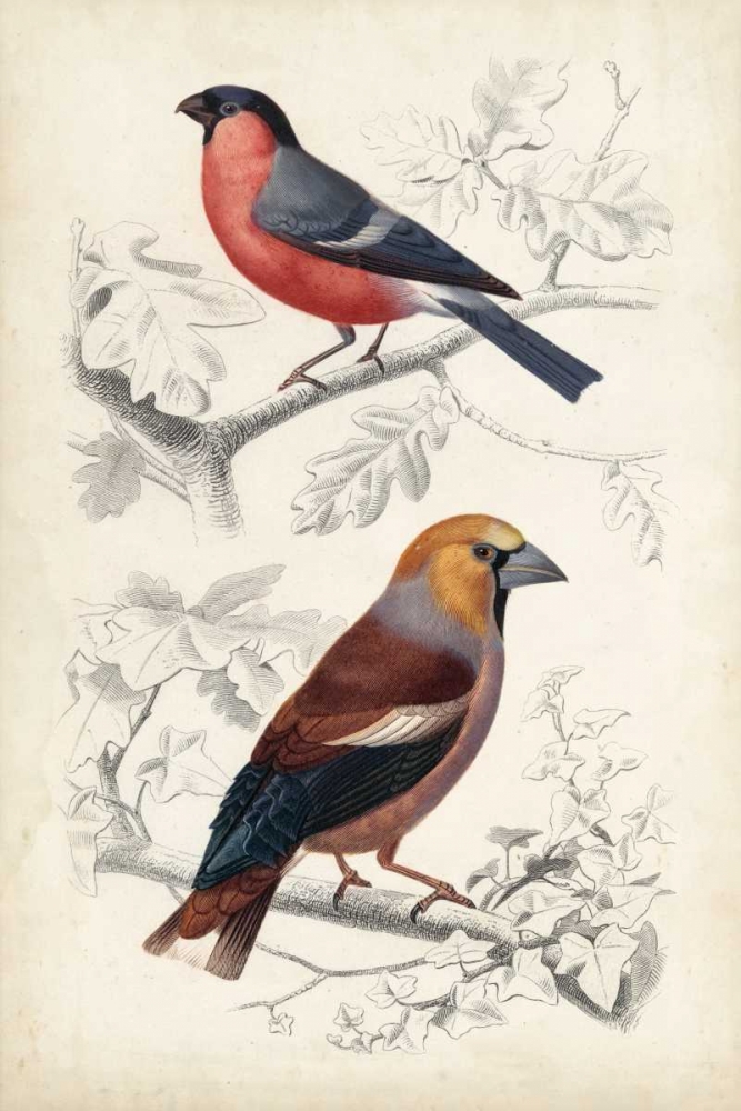 D Orbigny Birds IV