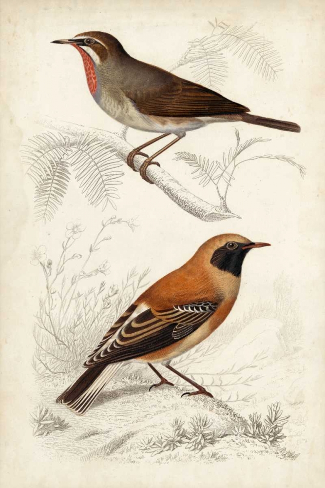 D Orbigny Birds VI