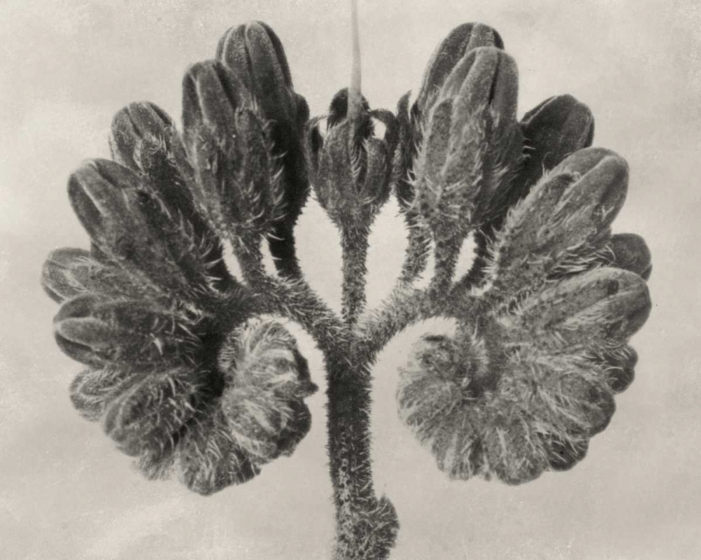 Blossfeldt Botanical VIII