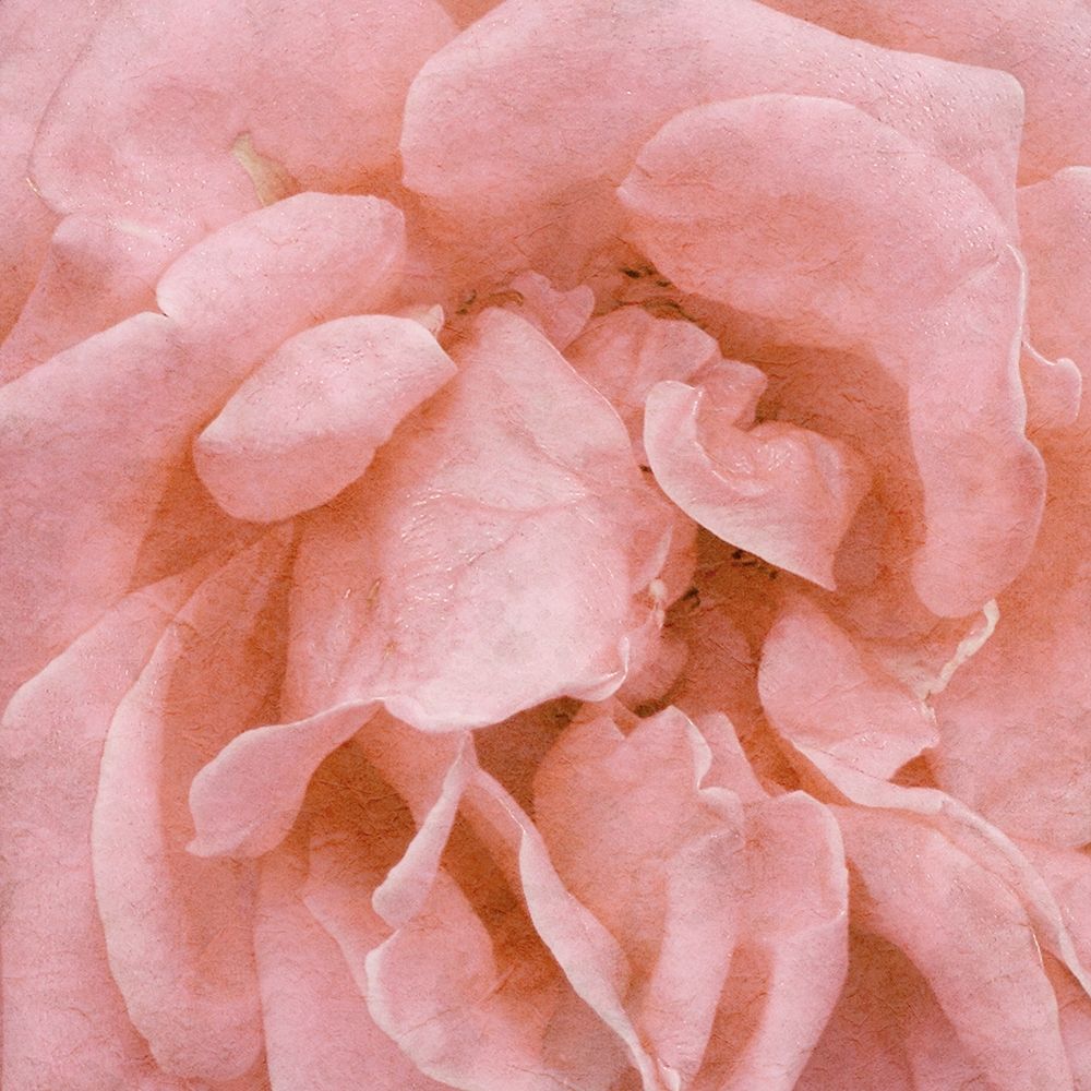 Wall Flower IV