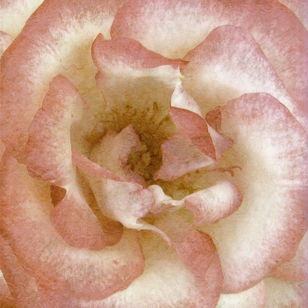 Wall Flower VI