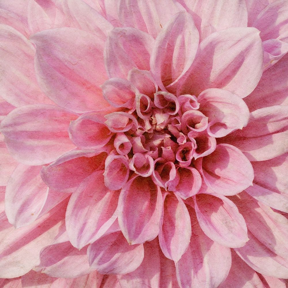 Wall Flower VII