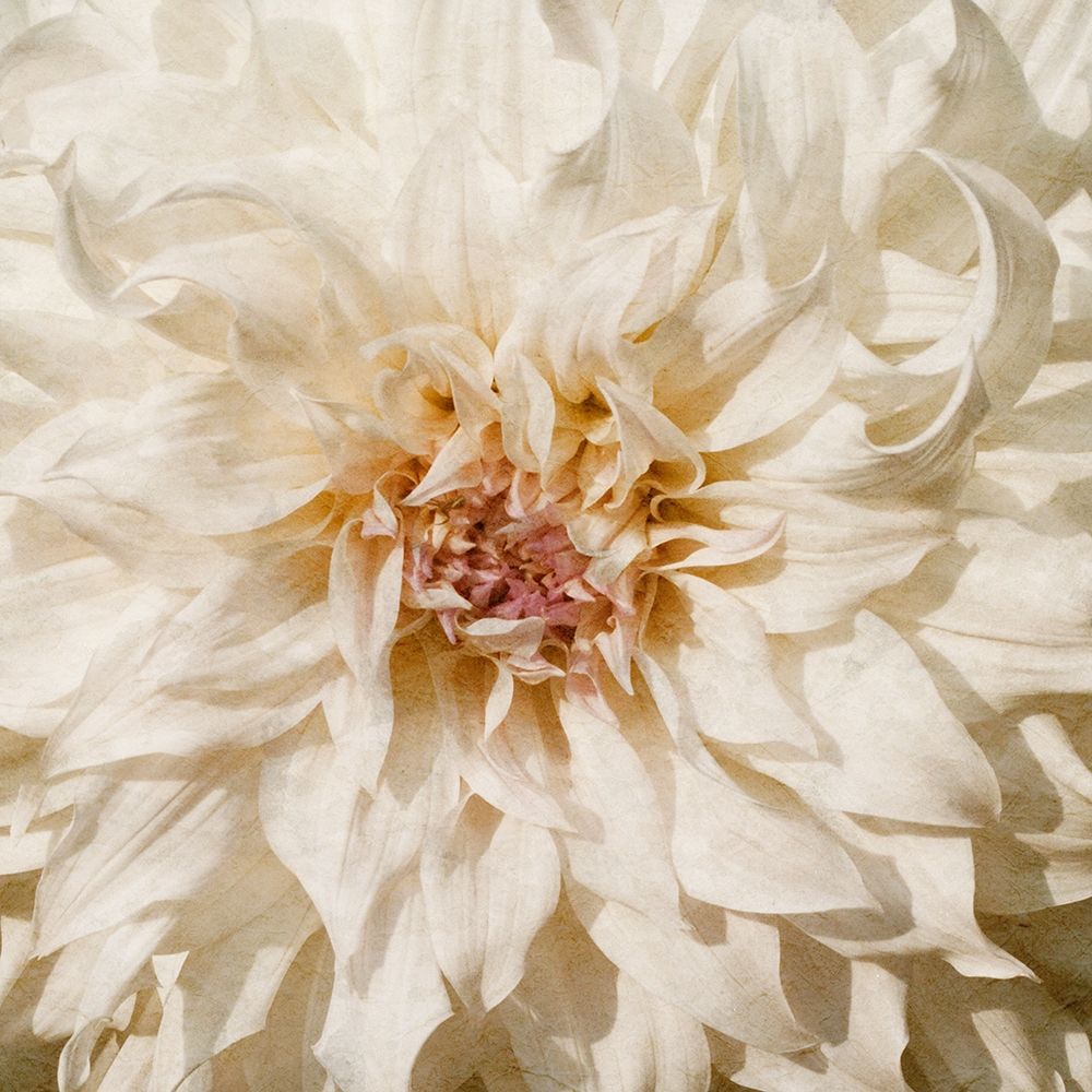 Wall Flower VIII
