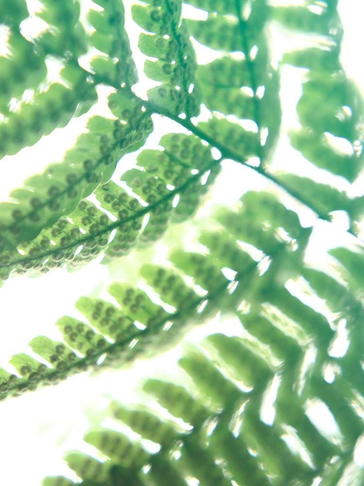 Fern Glow II