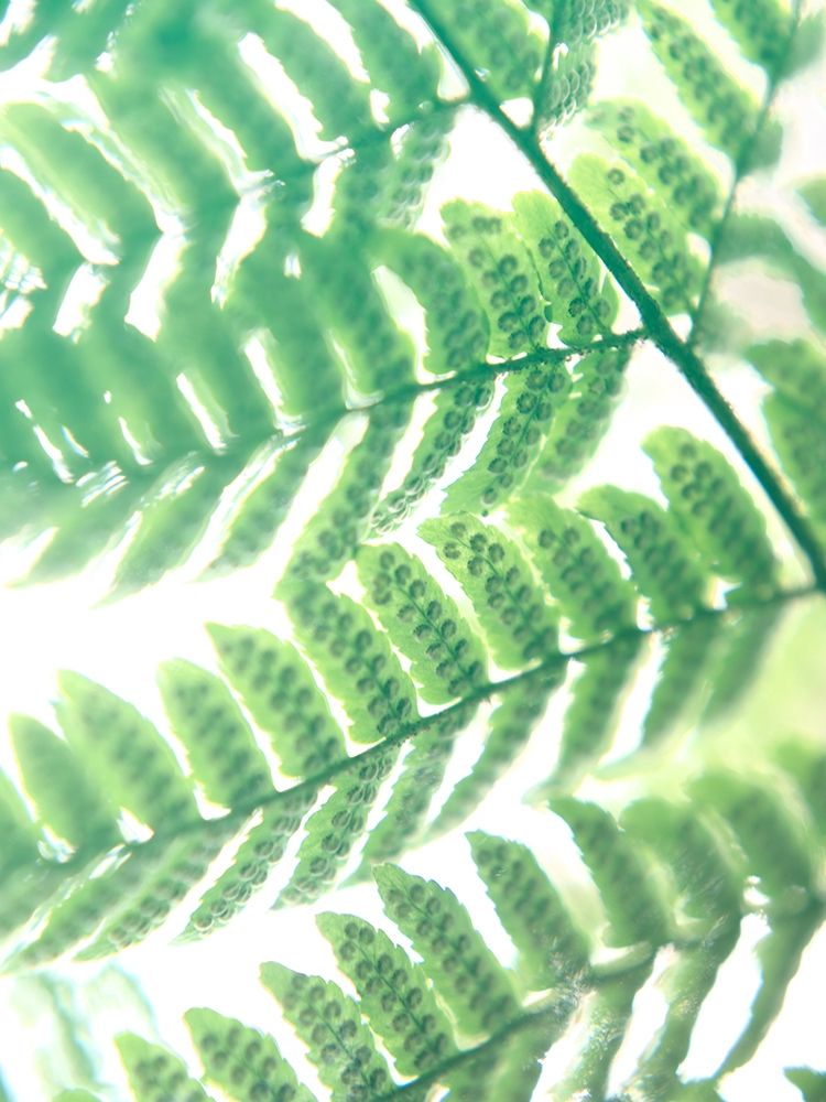 Fern Glow III