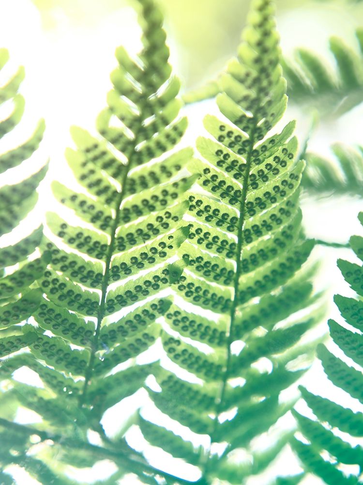 Fern Glow IV