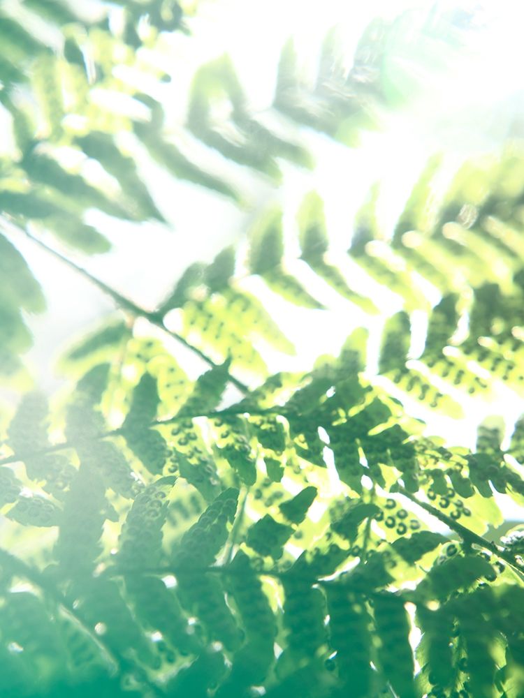 Fern Glow V