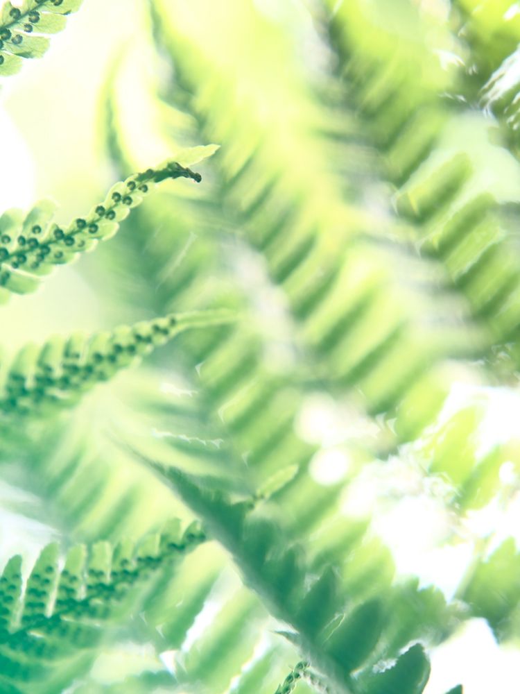 Fern Glow VI