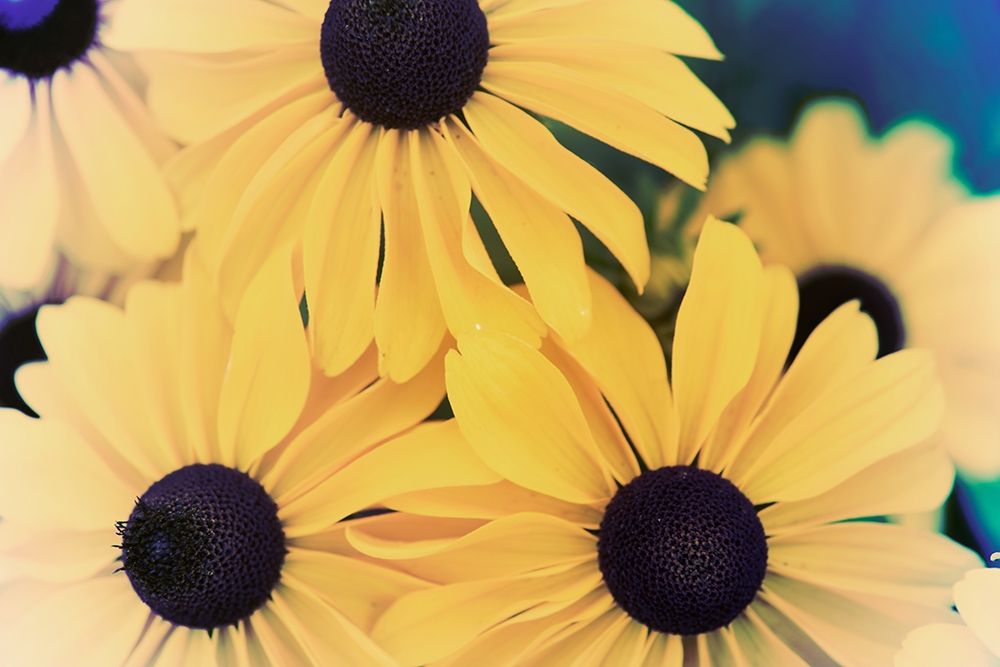 Susans II