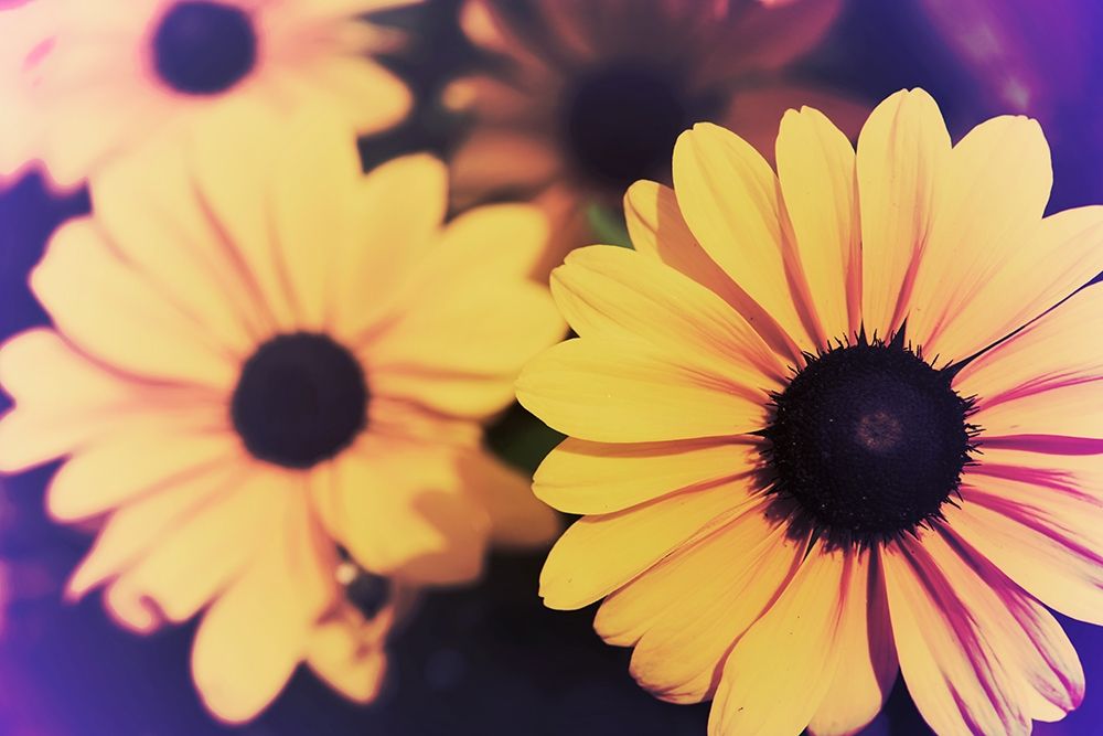 Susans IV