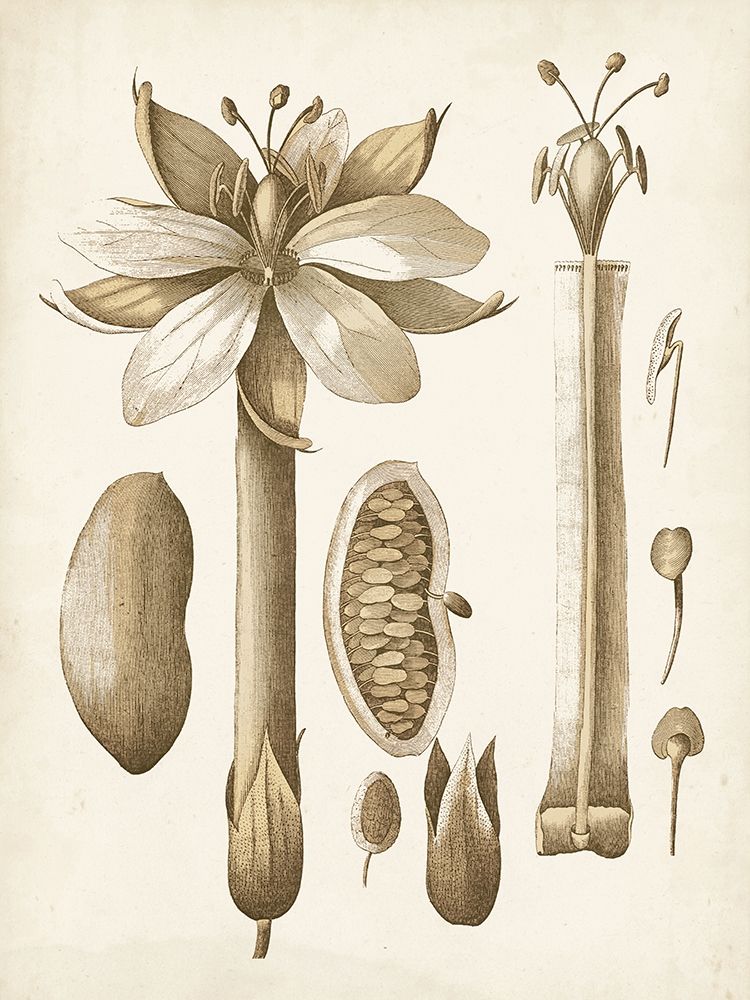 Ochre Botanical I