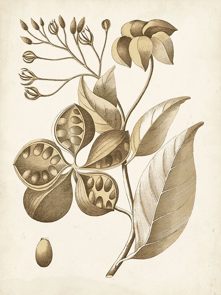 Ochre Botanical II