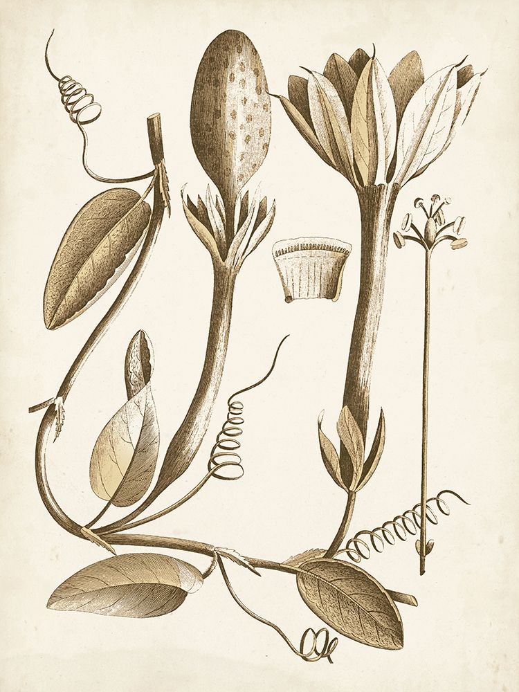 Ochre Botanical IV