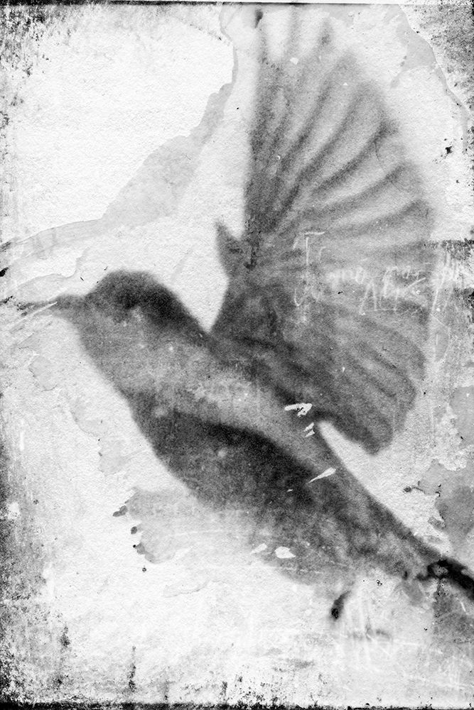 B and W Flight II