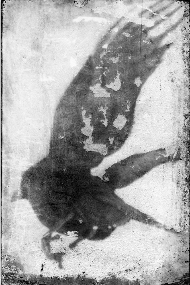 B and W Flight IV