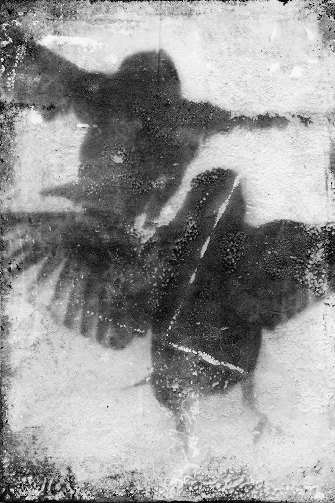B and W Flight VII