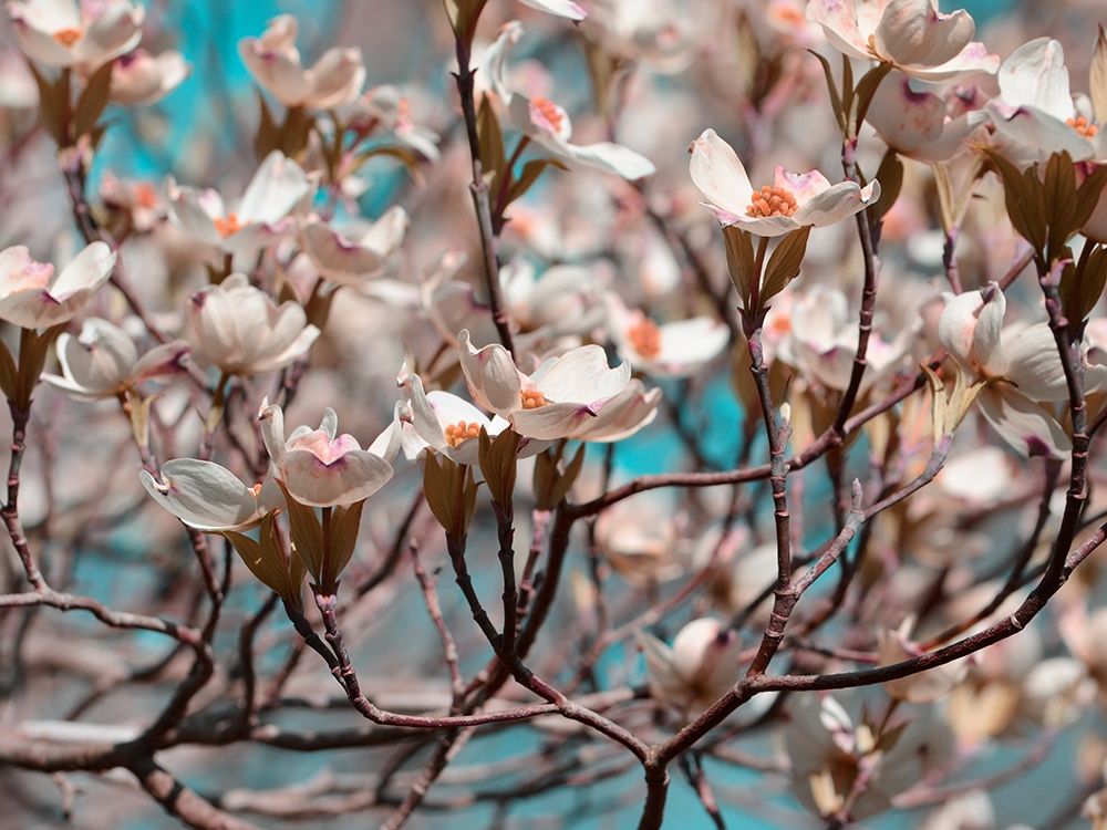 Dogwood Spring I
