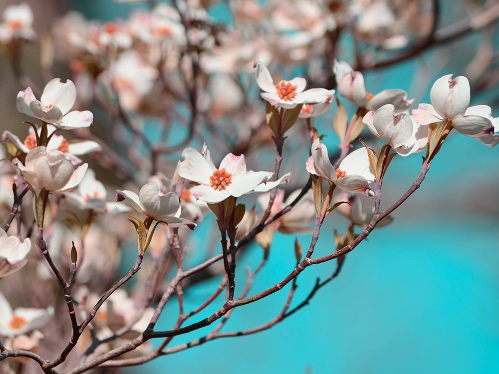 Dogwood Spring III