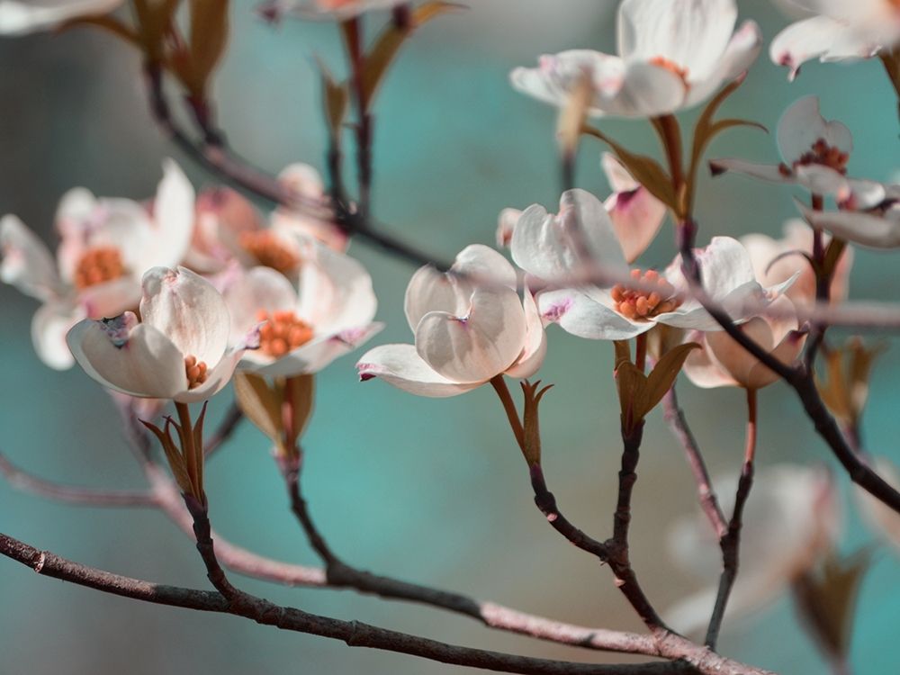 Dogwood Spring IV