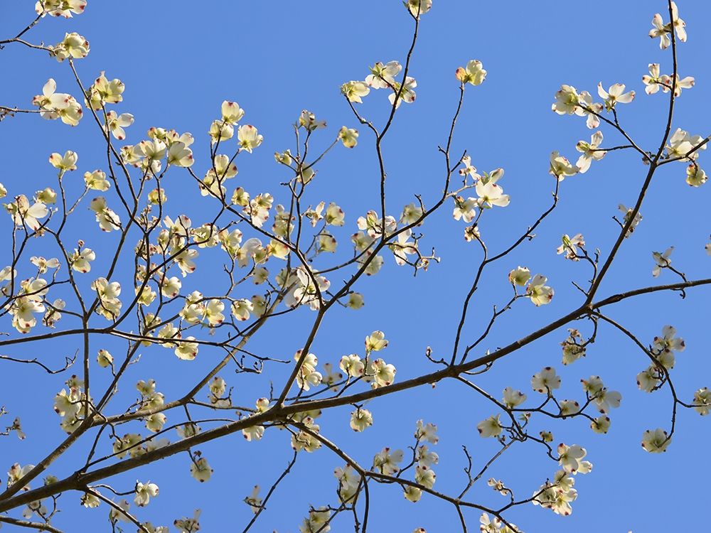 Petals and Sky I