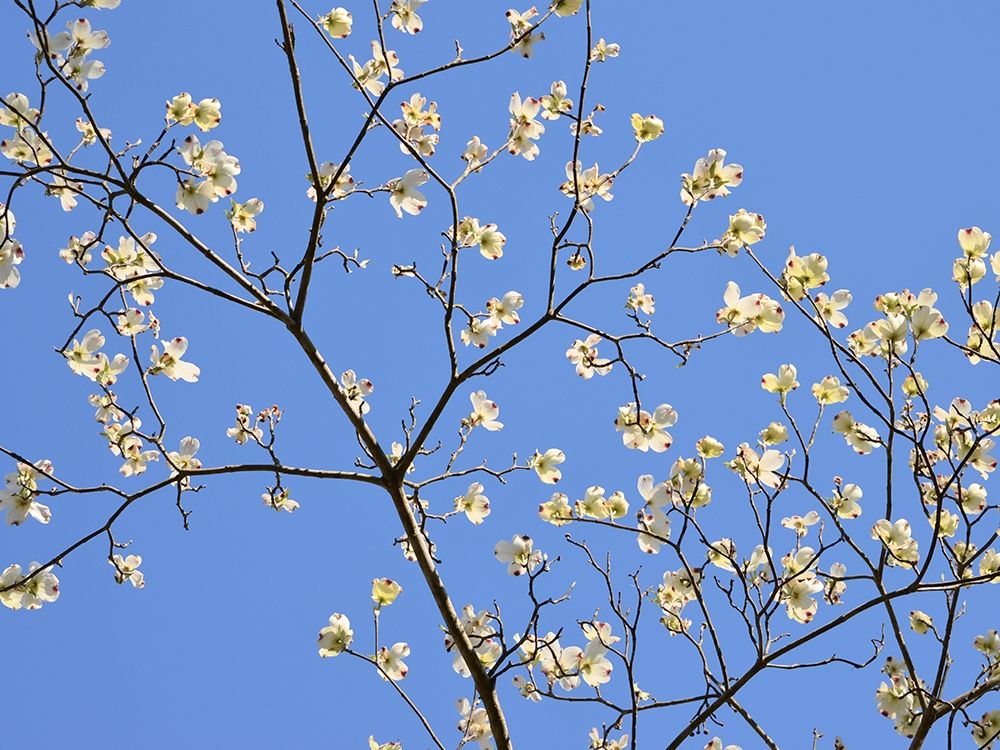 Petals and Sky II