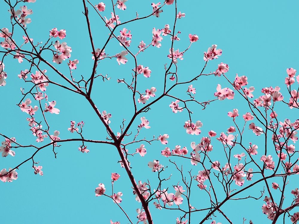 Petals and Sky IV