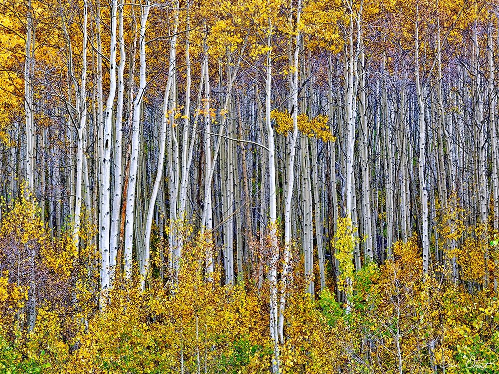 Yellow Woods I