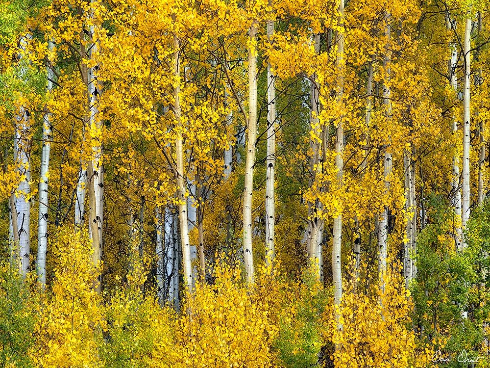 Yellow Woods II