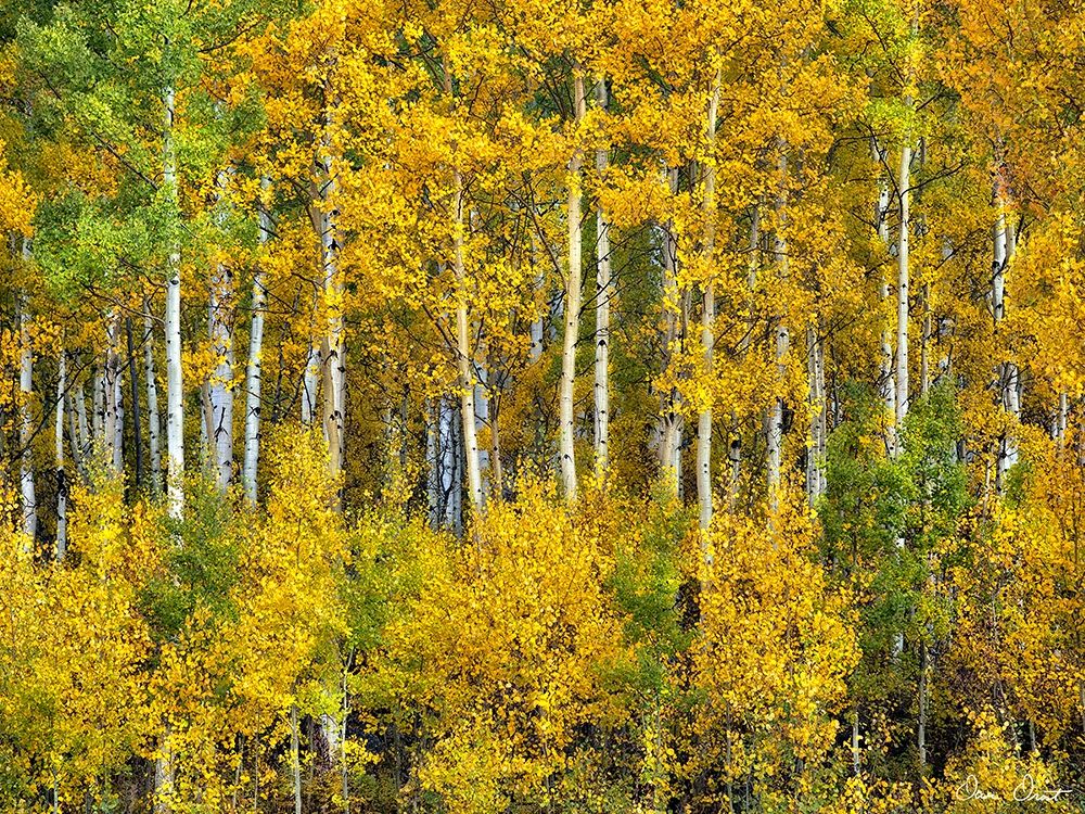 Yellow Woods III
