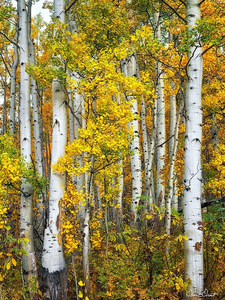 Yellow Woods V