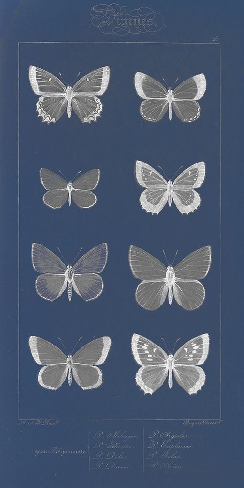 Winged Infograph I