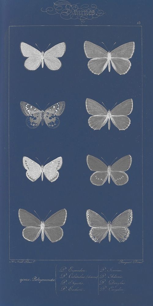 Winged Infograph II