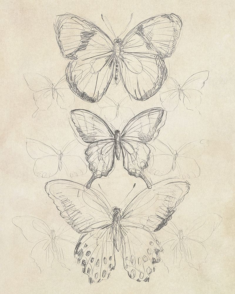 Vintage Butterfly Sketch I